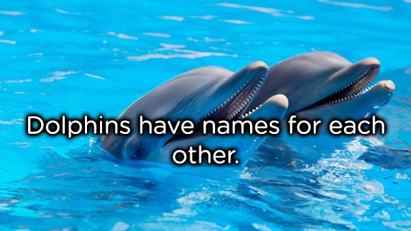 beautiful images of dolphins - Dolphins have names for each other.