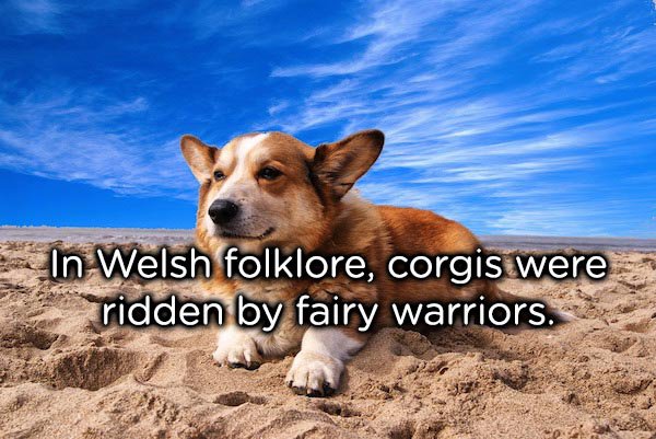 In Welsh folklore, corgis were ridden by fairy warriors.