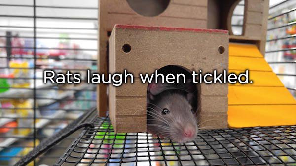 homes of animals rat - Rats laugh when tickled.