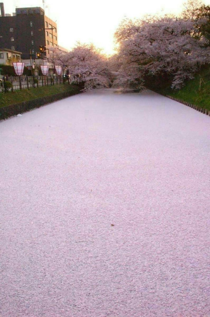 A river filled with cherry blossom petals
