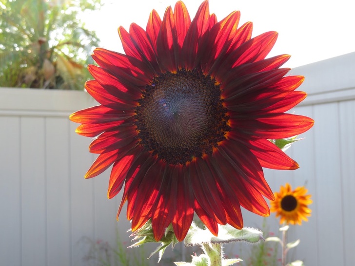 A sunflower with red petals