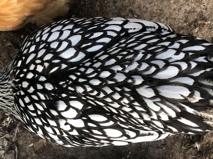 The pattern on a chicken’s back