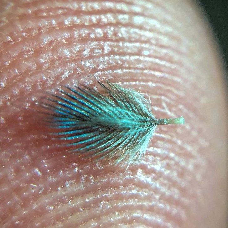"This feather is so small that I lost it right after taking the picture."