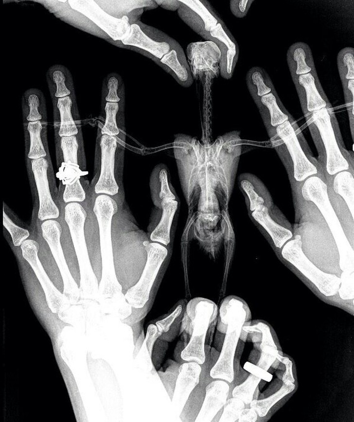 X-ray of a bird