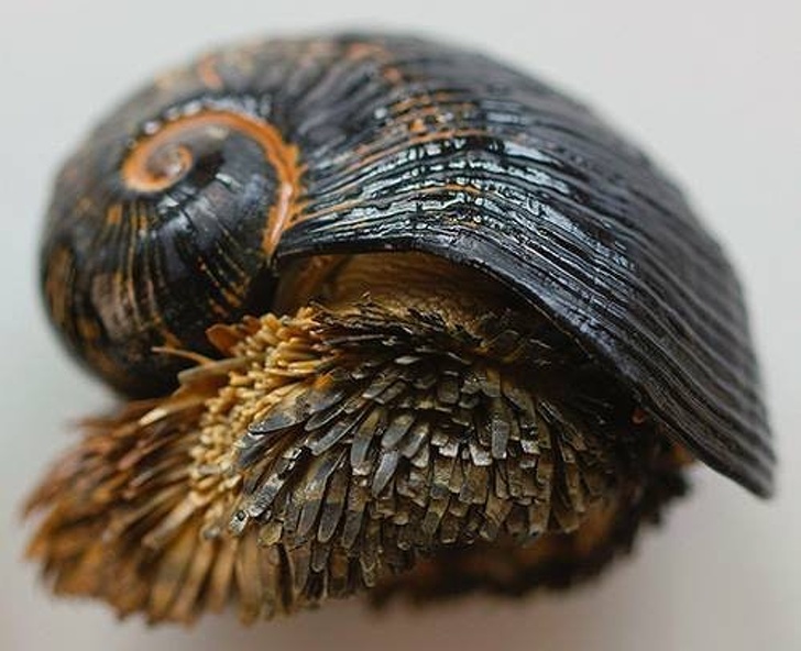 The scaly foot gastropod is the only known animal to incorporate iron into its skeleton (as well as its scales), making it literally the most metal creature on Earth