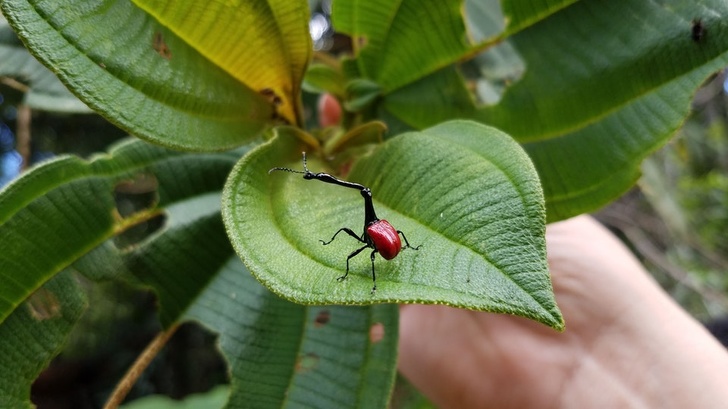 This neck on the extremely rare and endangered Madagascar Giraffe Weevil