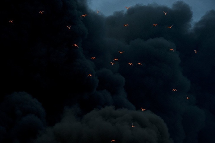 Birds illuminated by fire with a backdrop of smoke