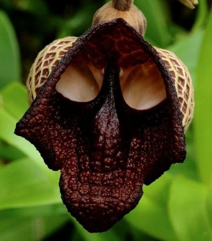 The Darth Vader flower