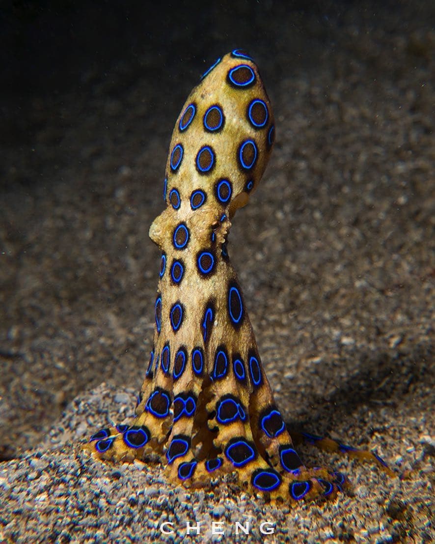 Octopus with unusual colors