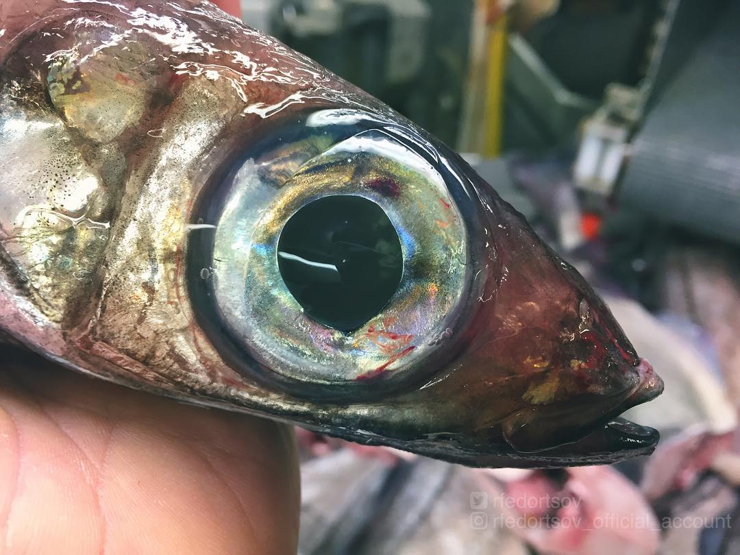 Fish caught in Argentina