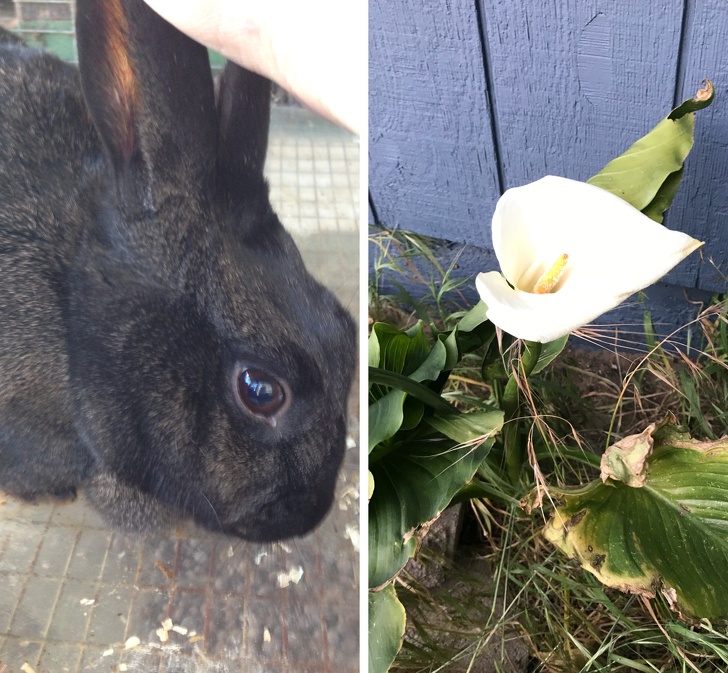 “Lost my pet rabbit last year on Father’s Day. This year, a lily spontaneously grew right where I buried him. I did not plant this lily.”