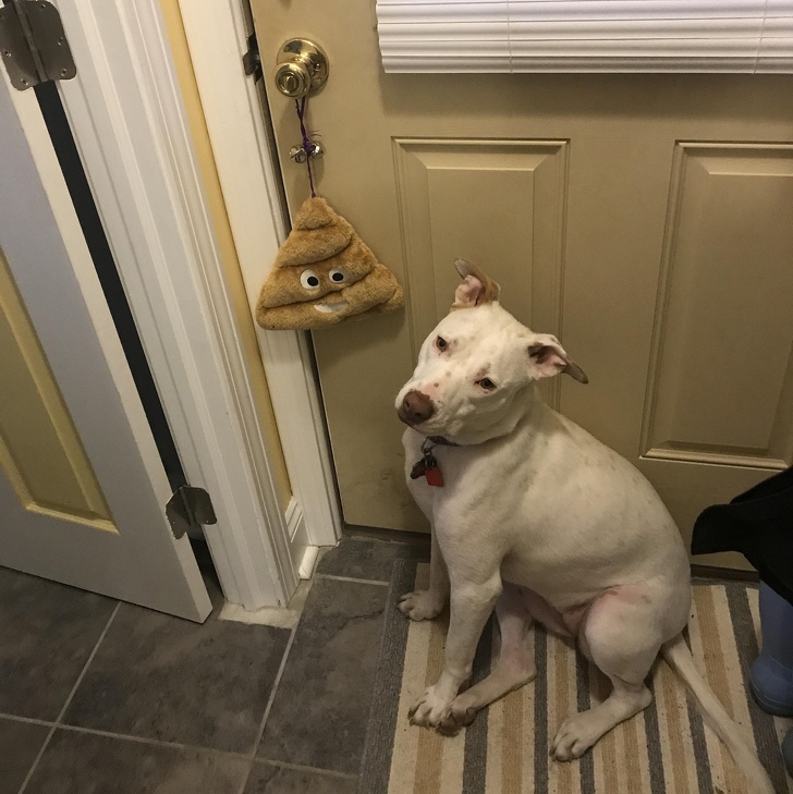 “This is how our dog lets us know she needs to go potty. She’s been deaf since birth, and the toy gives her a visual/tactile cue while the bells let us know she’s ready!”
