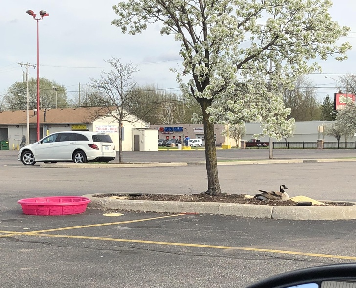“Someone gave this mama goose a mini-pool and a pile of corn so she doesn’t have to leave her nest in the middle of the parking lot.”