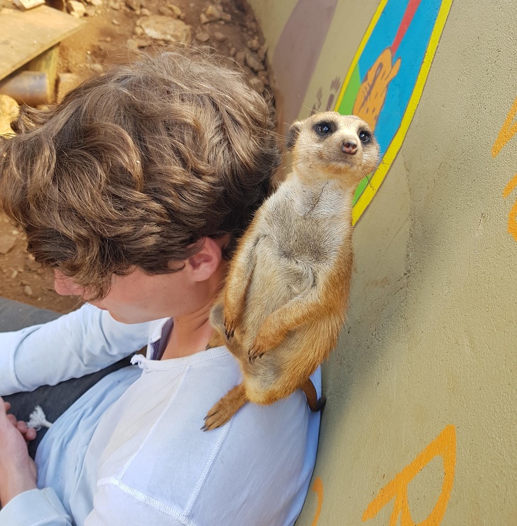 “This meerkat was saved from illegal pet trading and is now happier than ever in our wildlife reserve. He always comes back for some cuddles!”