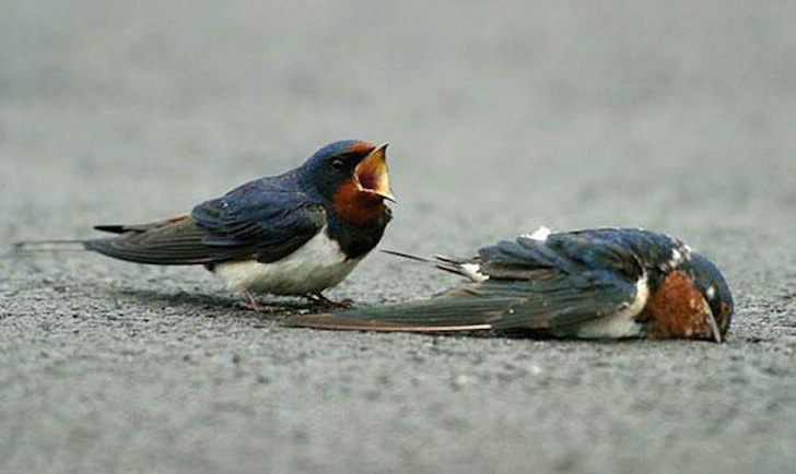 This bird is crying over a lost friend. Animals have feelings too.