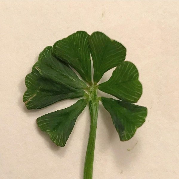 A 7-leaf clover.