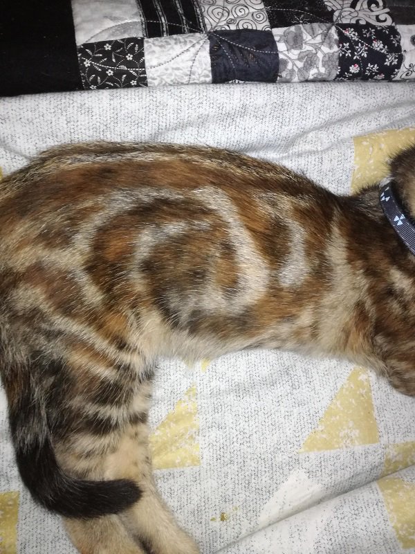 The swirl on this cat.