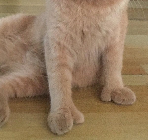 This cat has…thumbs?