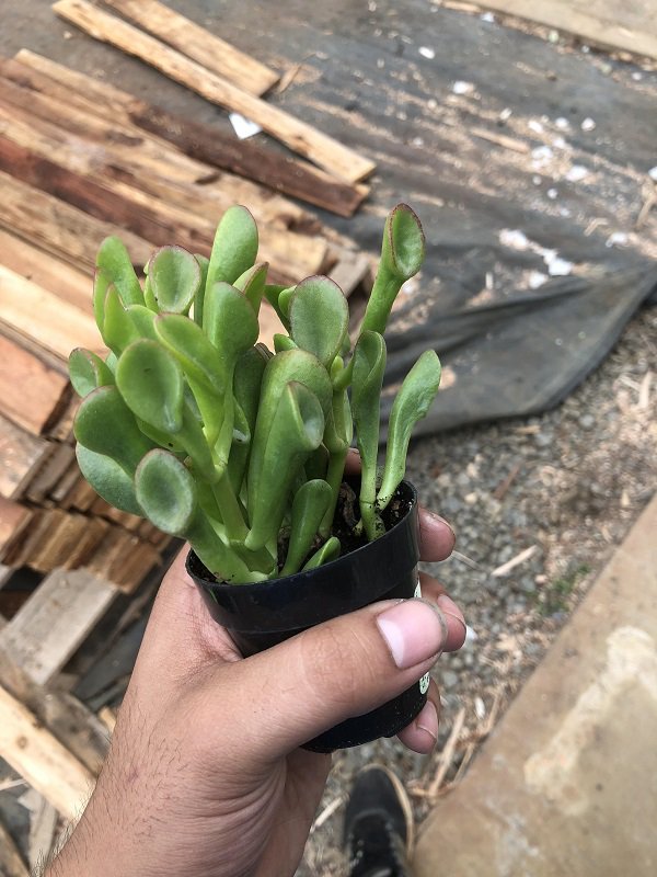 This plant looks like a bunch of Shrek ears.