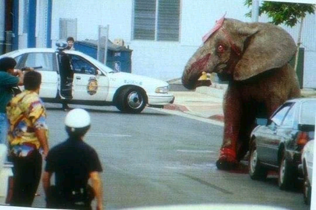 After 12 years of torture in a Hawaiian circus , Tyke the elephant finally managed to escape during a live performance in August of 94. Injuring staff on her way out,police shot her 86 times , in the street which eventually killed her. The look in her eyes tells a thousand stories