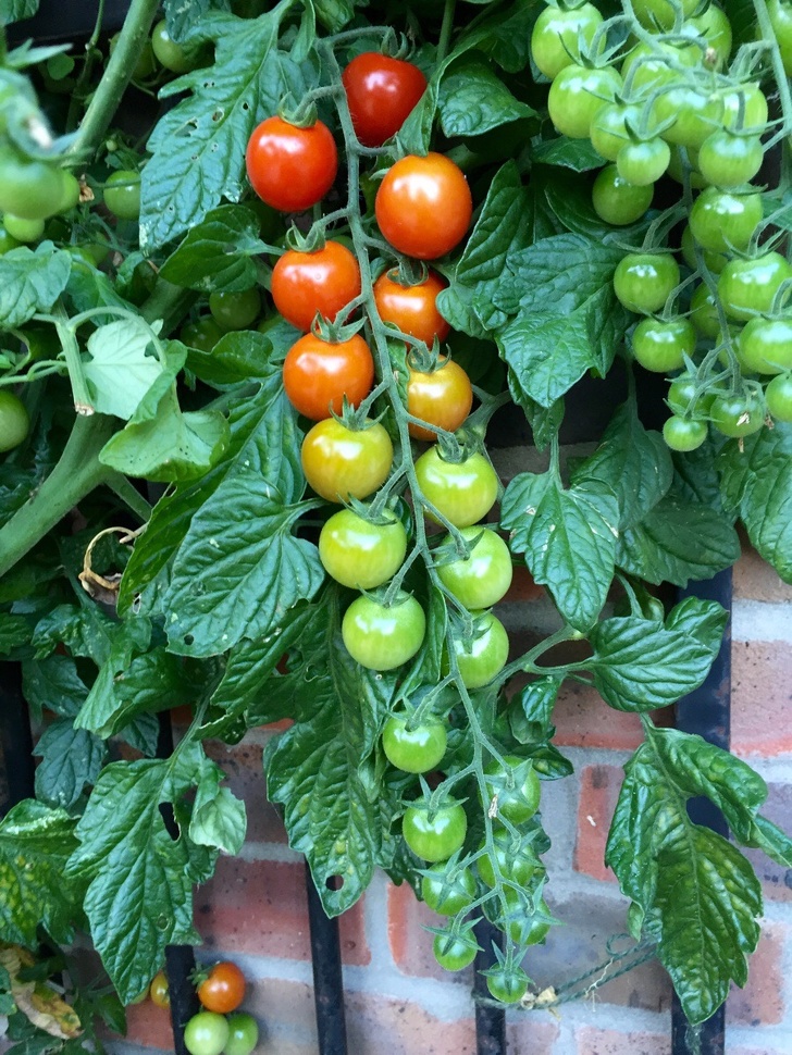 A living tomato ripeness chart