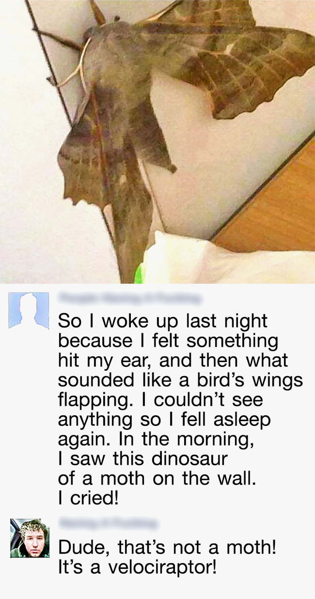 9gag moth - So I woke up last night because I felt something hit my ear, and then what sounded a bird's wings flapping. I couldn't see anything so I fell asleep again. In the morning, I saw this dinosaur of a moth on the wall. I cried! Dude, that's not a 