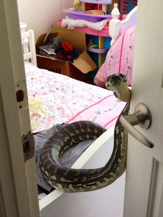 snake on door