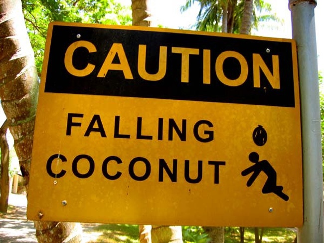 deadly coconuts falling - Caution Falling Coconut