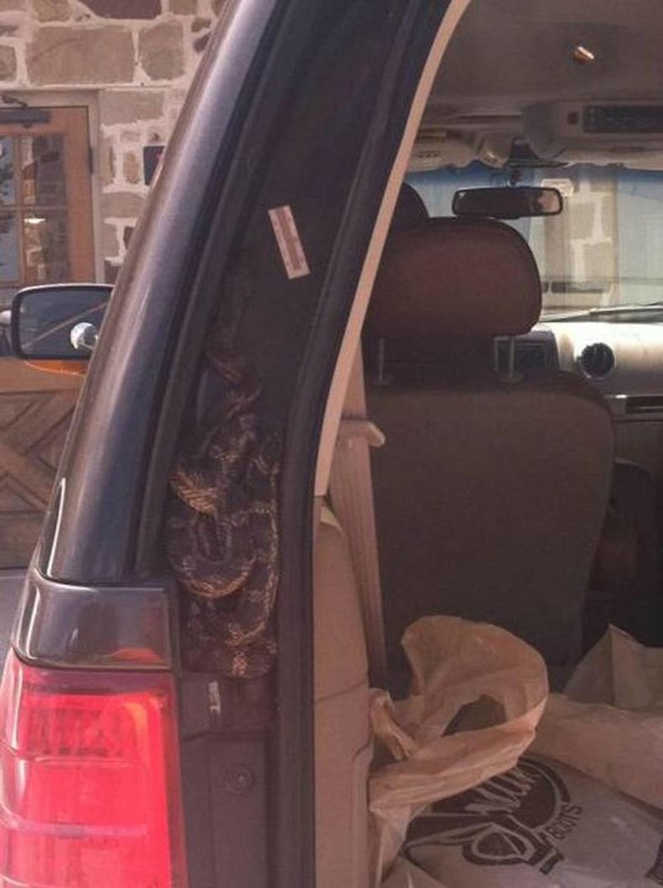 snake in car door