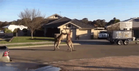 kangaroo street fight