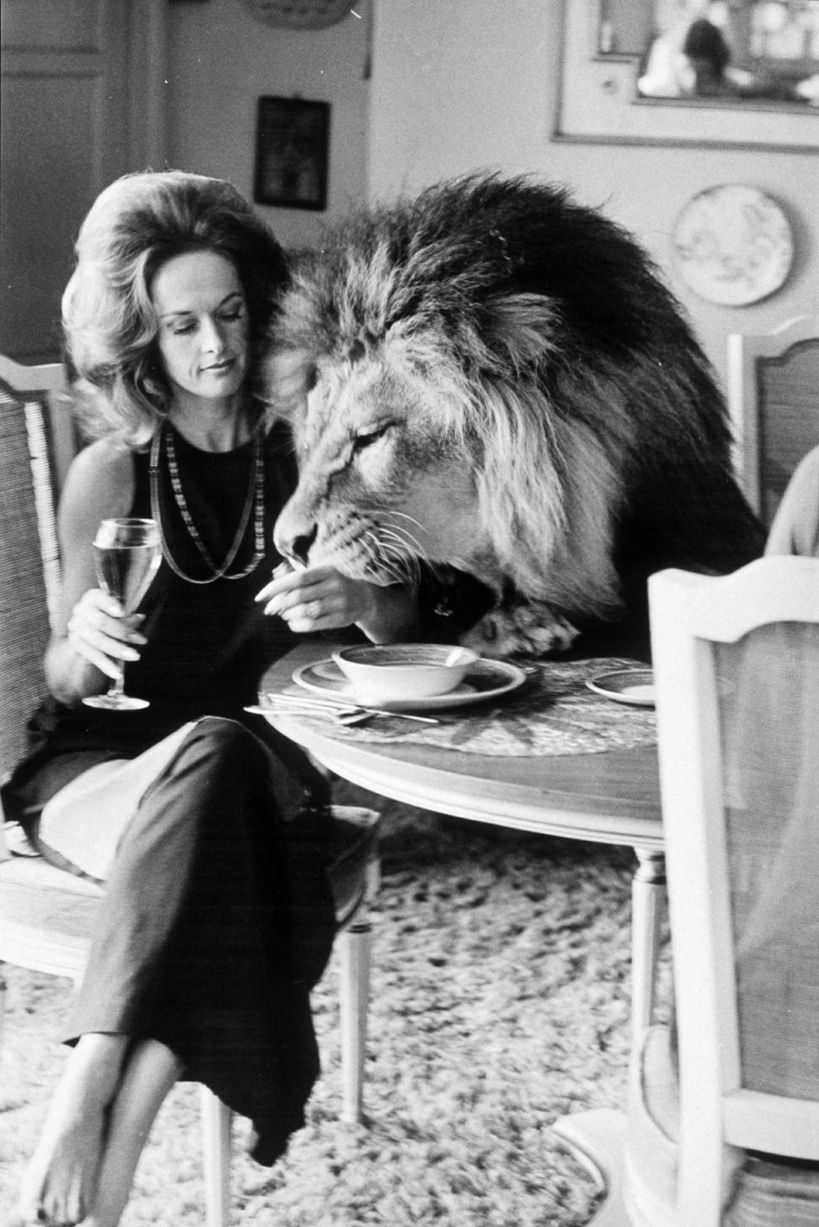 Actress Tipi Hedren lets her pet lion pretend to gnaw her arm for a photo shoot in 1970. She said she regrets letting the lion sleep in her daughters (Melanie Griffith) bed. I wonder if she regrets letting 14 year old Griffith move in with 22 year old Don Johnson too...