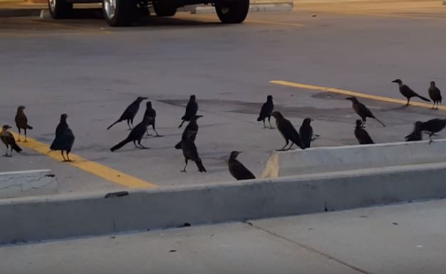 Crows hold ‘funerals’ and will avoid an area or thing that is deemed dangerous to their own species. In other words, they know what death is and know to fear it.