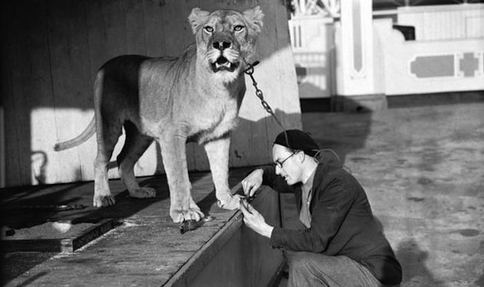 A man clips the nails of a lion in London, England in 1935.