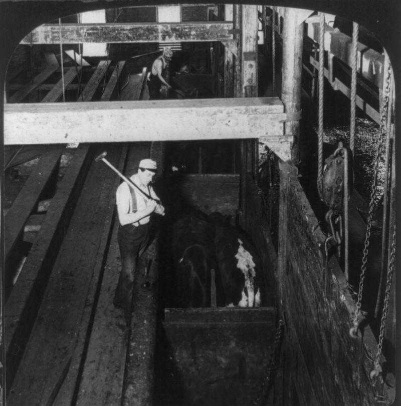 A man prepares to hit cattle in the head with a sledge hammer at a slaughterhouse in Chicago, US in 1906.