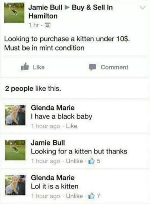 web page - Buy & Sell In Jamie Bull Hamilton 1 hr. Looking to purchase a kitten under 10$. Must be in mint condition I Comment 2 people this. Glenda Marie I have a black baby 1 hour ago Jamie Bull Looking for a kitten but thanks 1 hour ago Un 5 Glenda Mar