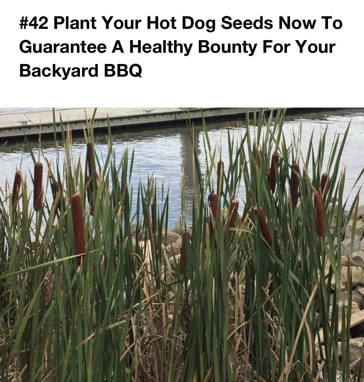 plant your hotdog seeds - Plant Your Hot Dog Seeds Now To Guarantee A Healthy Bounty For Your Backyard Bbq