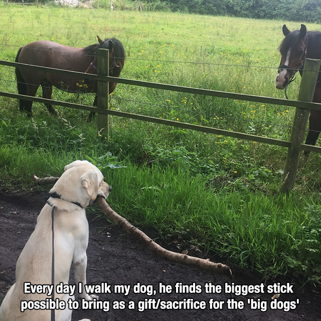 big dog funny - Every day I walk my dog, he finds the biggest stick possible to bring as a giftsacrifice for the big dogs'