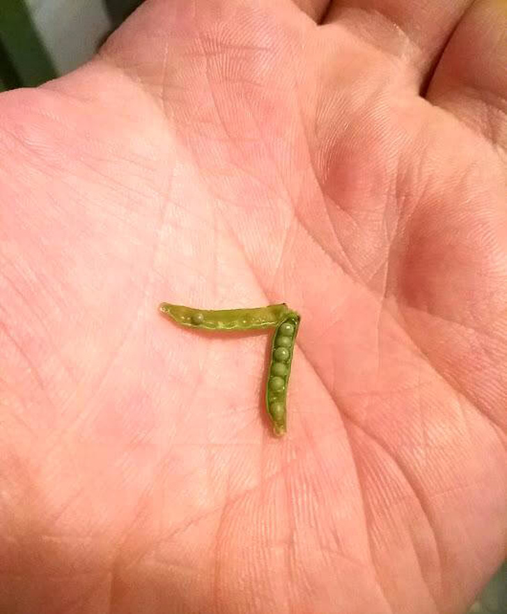 “I found a tiny pea pod in a bag of frozen peas.”