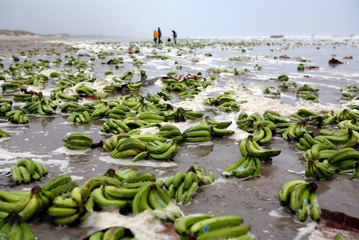 ...And one year later, bunches of bananas were found on the same beach!