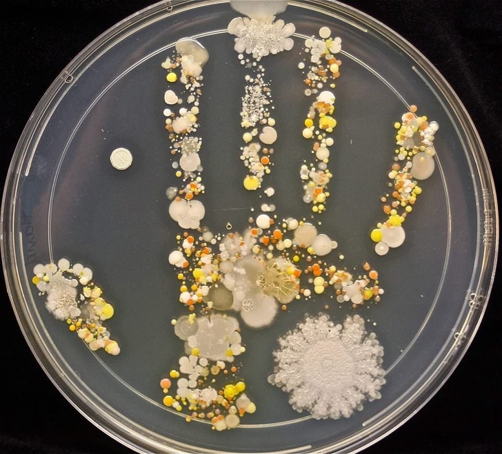 An 8-year-old’s microbiological handprint after playing outside
