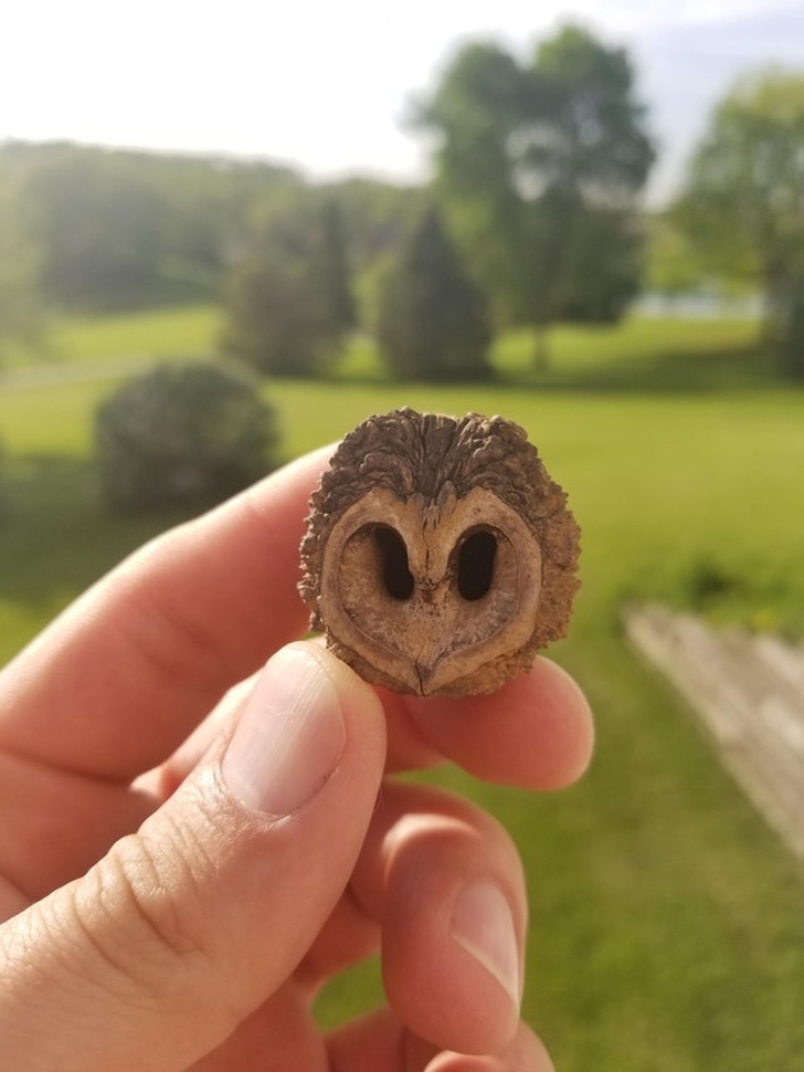 This walnut that looks like an owl face