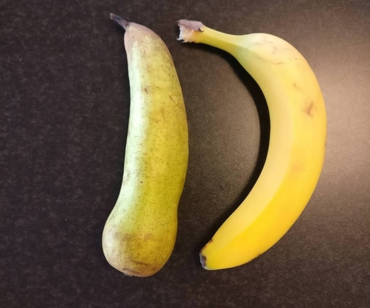 This pear is as long as the banana