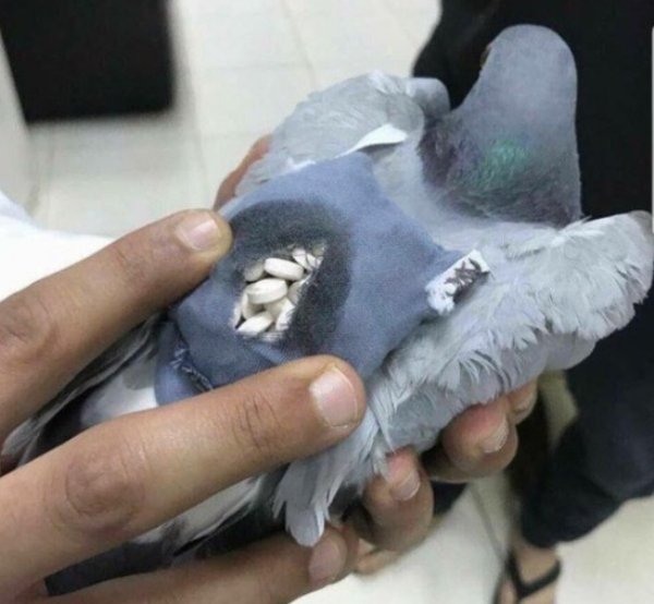 According to local newspapers, there were 178 ecstasy pills in the bird’s tiny “backpack”.