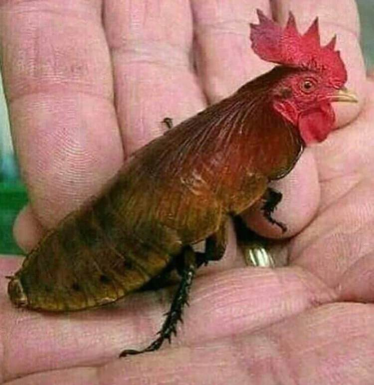 roach cock