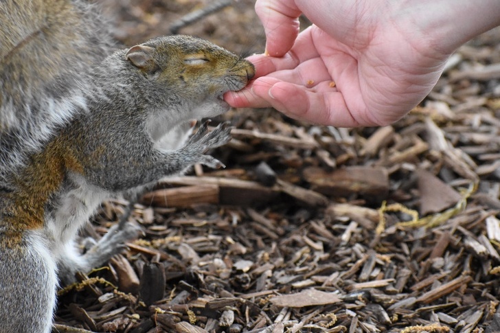 “Took a photo at the exact moment my boyfriend was bitten by his squirrel friend.”