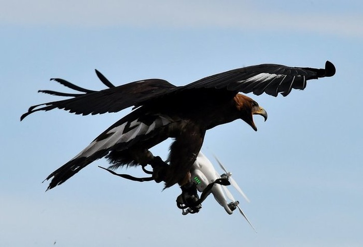 This trained eagle taking down a drone