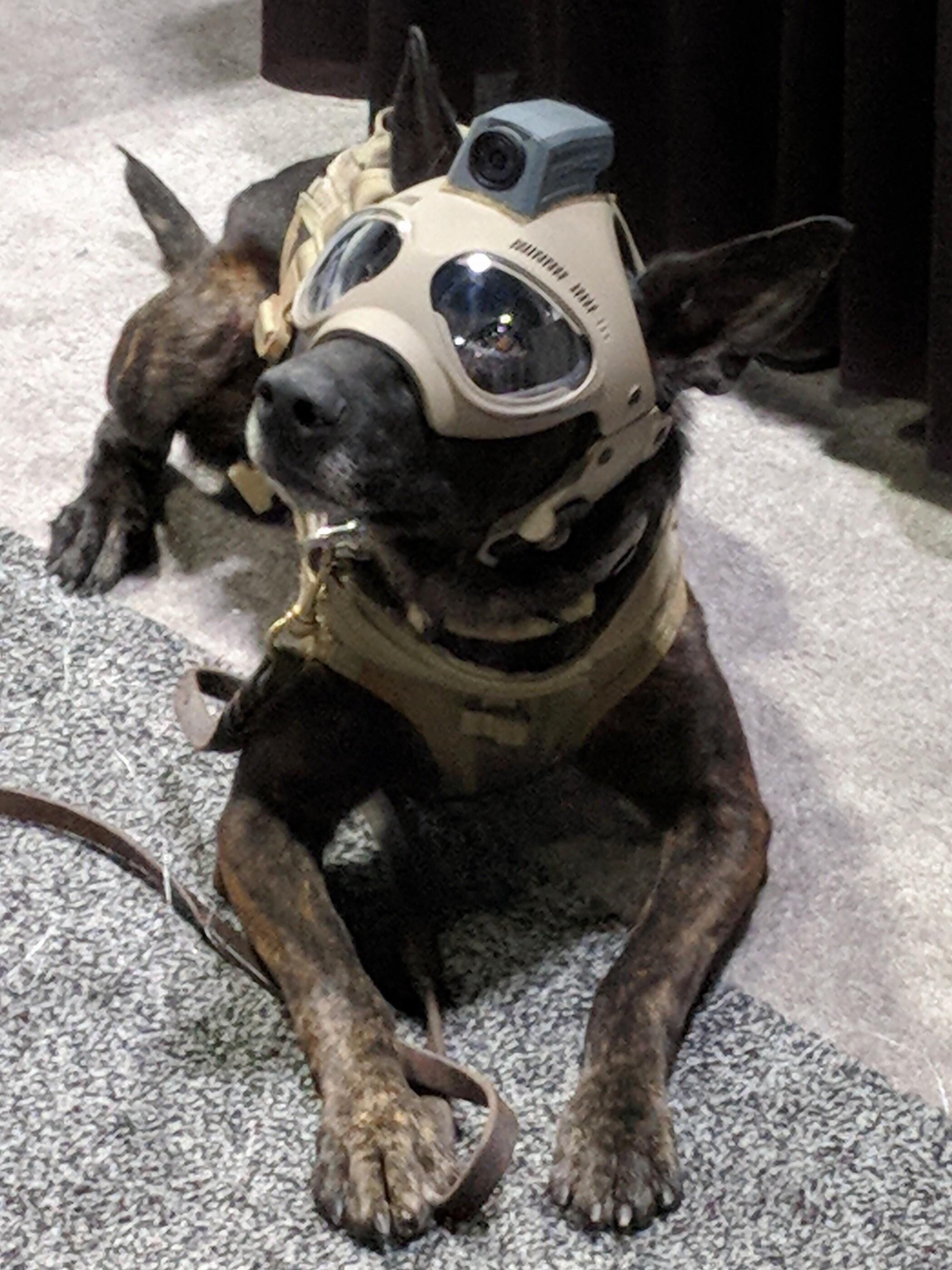 A police dog with its new ‘body cam’