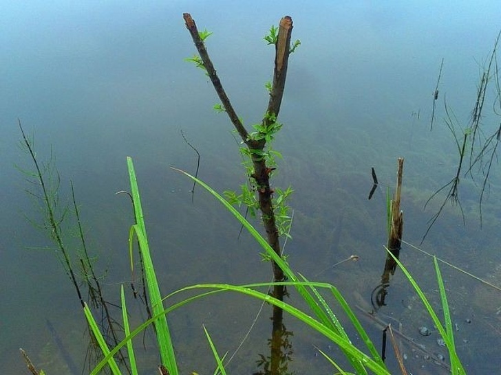 An all natural fishing rod holder grows next to a lake.