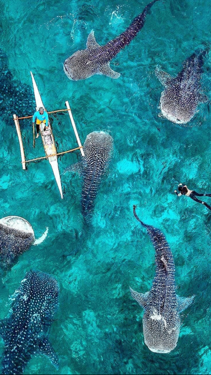 Whale sharks in the Philippines.