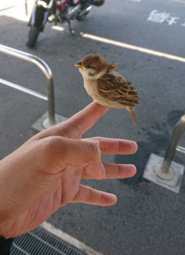 “Today is windy, and this little sparrow decided to have a rest on my finger. It’s been sitting like this for more than 10 minutes.”